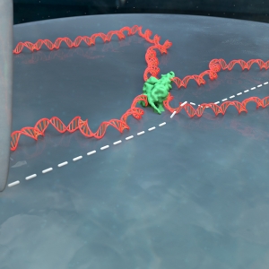 AFM apex runs over a strand of DNA
