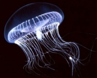 Jellyfish photo.