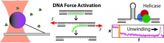 DNA force activation image.