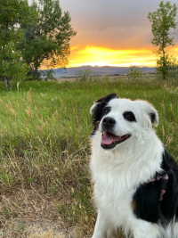 Lila in the sunset