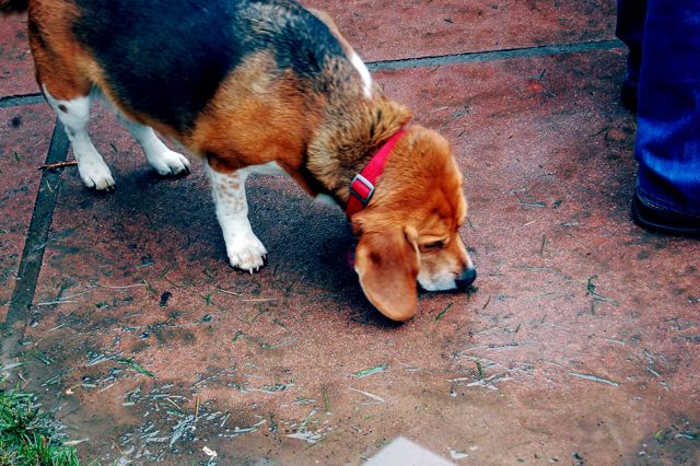 114 Jackson Ellsion sniffing KL