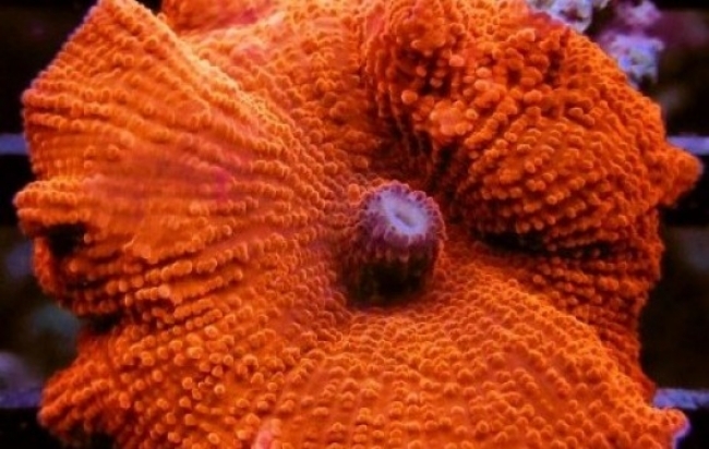 Discosoma sp. anemone (image courtesy of https://www.tankfacts.com)