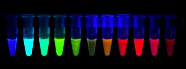 rainbow of fluorescent proteins (image courtesy of http://home.sandiego.edu/~cloer/nobel08.html)