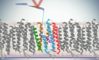 AFM tip unfolding protein membranes