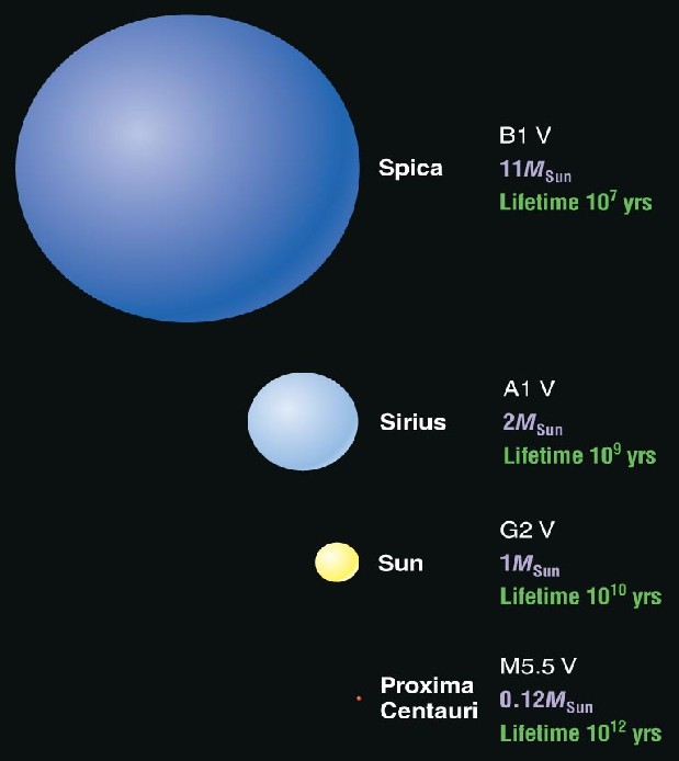 Sizes of main sequence stars
