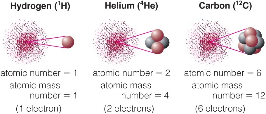 Different atoms have different numbers of protons in their nuclei